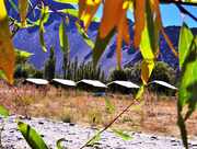 Reservation on the Online Camp in Nubra valley Leh  